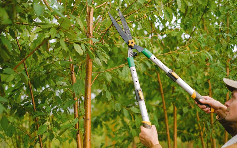 Tree trimming in Fallbrook, CA